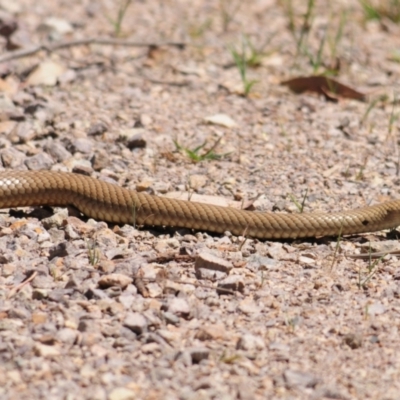 Pseudonaja textilis (Eastern Brown Snake) at Cavan, NSW - 30 Sep 2023 by Harrisi