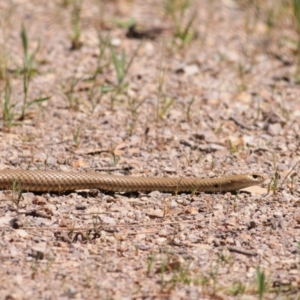 Pseudonaja textilis at Cavan, NSW - 30 Sep 2023