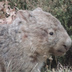 Vombatus ursinus (Common wombat, Bare-nosed Wombat) at Point Hut Pond - 1 Oct 2023 by MichaelBedingfield