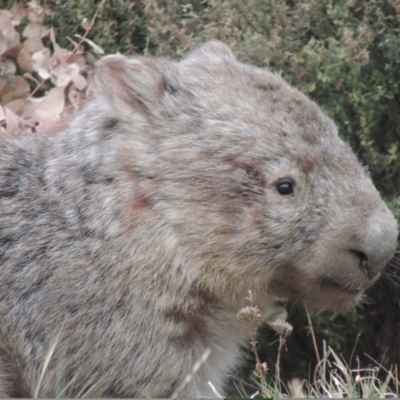 Vombatus ursinus (Common wombat, Bare-nosed Wombat) at Gordon, ACT - 1 Oct 2023 by michaelb