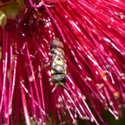 Hylaeus (Euprosopoides) rotundiceps (Hylaeine colletid bee) at Wingecarribee Local Government Area - 28 Oct 2023 by Curiosity