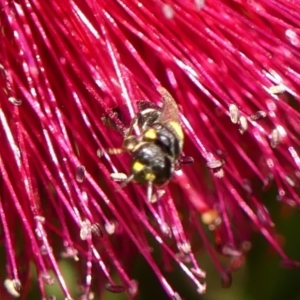 Hylaeus (Euprosopoides) rotundiceps at Braemar, NSW - 29 Oct 2023 10:22 AM