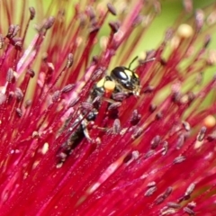 Hylaeus (Euprosopoides) rotundiceps at Braemar, NSW - 29 Oct 2023