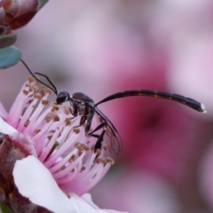 Gasteruption sp. (genus) (Gasteruptiid wasp) at Braemar, NSW - 29 Oct 2023 by Curiosity