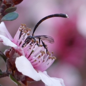 Gasteruption sp. (genus) at Braemar, NSW - 29 Oct 2023