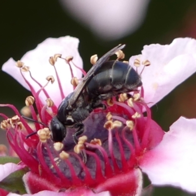 Euryglossa depressa (Native bee) at Braemar - 29 Oct 2023 by Curiosity