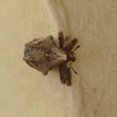 Oemethylus triangularis (Wild Passionfruit Weevil) at Braemar, NSW - 1 Nov 2023 by Curiosity