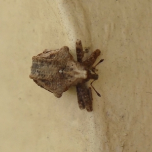 Oemethylus triangularis at Braemar, NSW - 1 Nov 2023 05:43 PM