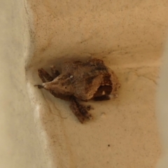 Oemethylus triangularis at Braemar, NSW - 1 Nov 2023 05:43 PM