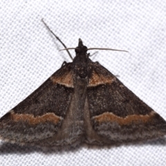 Dichromodes atrosignata (Black-signed Heath Moth ) at Jerrabomberra, NSW - 31 Oct 2023 by DianneClarke