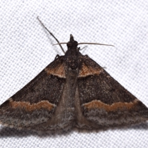 Dichromodes atrosignata at Jerrabomberra, NSW - 31 Oct 2023