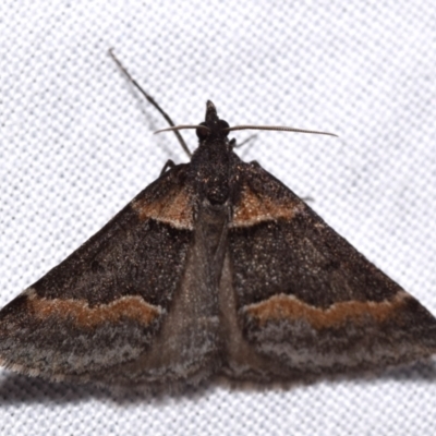 Dichromodes atrosignata (Black-signed Heath Moth ) at Jerrabomberra, NSW - 31 Oct 2023 by DianneClarke