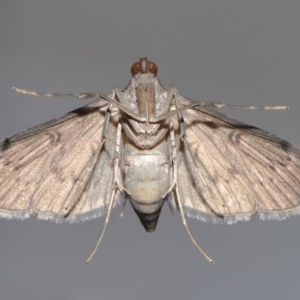 Tatobotys janapalis at Wellington Point, QLD - 1 Nov 2023