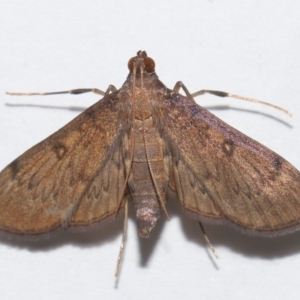 Tatobotys janapalis at Wellington Point, QLD - 1 Nov 2023