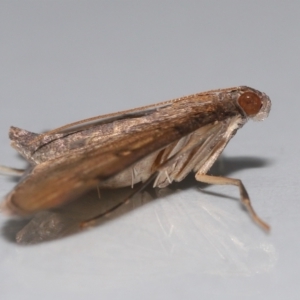 Tatobotys janapalis at Wellington Point, QLD - suppressed