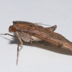 Tatobotys janapalis at Wellington Point, QLD - suppressed