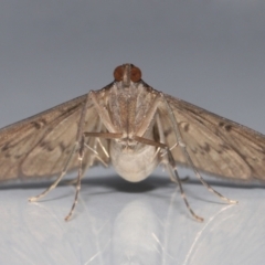 Tatobotys janapalis at Wellington Point, QLD - 1 Nov 2023