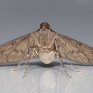 Tatobotys janapalis at Wellington Point, QLD - suppressed