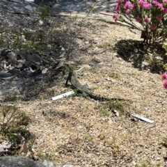 Intellagama lesueurii howittii (Gippsland Water Dragon) at ANBG - 1 Nov 2023 by courtneyb