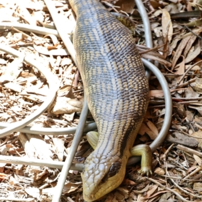 Tiliqua scincoides scincoides (Eastern Blue-tongue) at GG182 - 1 Nov 2023 by KMcCue