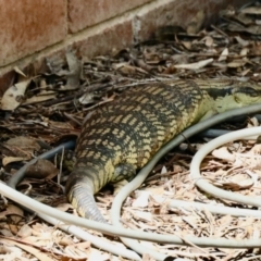 Tiliqua scincoides scincoides at Aranda, ACT - 1 Nov 2023 01:32 PM