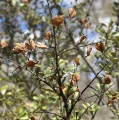 Bursaria spinosa subsp. lasiophylla (Australian Blackthorn) at Bendoura, NSW - 1 Nov 2023 by JaneR