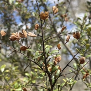 Bursaria spinosa subsp. lasiophylla at Bendoura, NSW - 1 Nov 2023