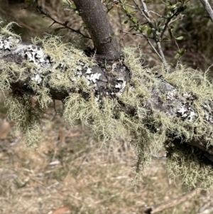 Bursaria spinosa subsp. lasiophylla at Bendoura, NSW - 1 Nov 2023