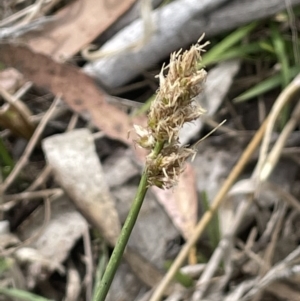 Carex tereticaulis at Bendoura, NSW - 1 Nov 2023