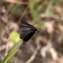 Lecithocera terrigena (Lecithocera terrigena) at QPRC LGA - 1 Nov 2023 by Wandiyali