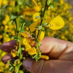 Cytisus scoparius subsp. scoparius (Scotch Broom, Broom, English Broom) at Tuggeranong, ACT - 29 Oct 2023 by dan.clark