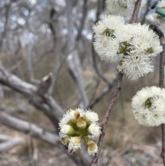 Eucalyptus pauciflora subsp. pauciflora (White Sally, Snow Gum) at QPRC LGA - 1 Nov 2023 by JaneR