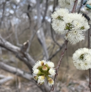 Eucalyptus pauciflora subsp. pauciflora at Bendoura, NSW - 1 Nov 2023