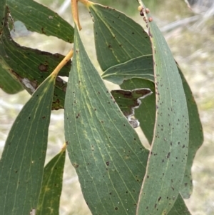 Eucalyptus pauciflora subsp. pauciflora at Bendoura, NSW - 1 Nov 2023