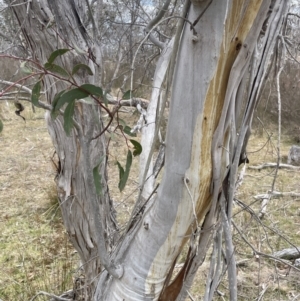 Eucalyptus pauciflora subsp. pauciflora at Bendoura, NSW - 1 Nov 2023 02:11 PM