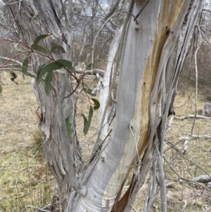 Eucalyptus pauciflora subsp. pauciflora at Bendoura, NSW - 1 Nov 2023
