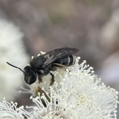 Lipotriches sp. (genus) (Halictid bee) at QPRC LGA - 1 Nov 2023 by JaneR