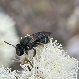 Lipotriches sp. (genus) at Bendoura, NSW - 1 Nov 2023