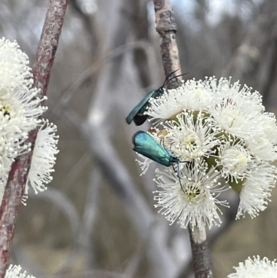 Pollanisus (genus) (A Forester Moth) at QPRC LGA - 1 Nov 2023 by JaneR