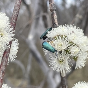 Pollanisus (genus) at Bendoura, NSW - 1 Nov 2023