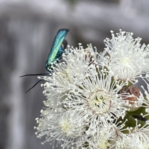 Pollanisus (genus) at Bendoura, NSW - 1 Nov 2023