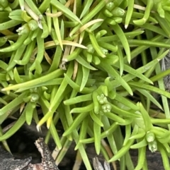 Scleranthus biflorus (Twin-flower Knawel) at QPRC LGA - 1 Nov 2023 by JaneR