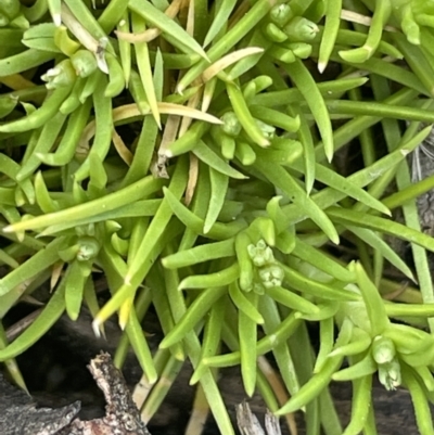 Scleranthus biflorus (Twin-flower Knawel) at QPRC LGA - 1 Nov 2023 by JaneR