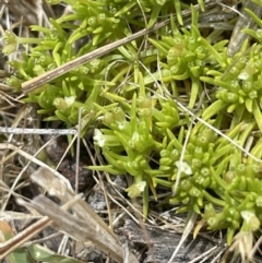 Scleranthus biflorus at Bendoura, NSW - 1 Nov 2023