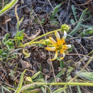 Ranunculus papulentus at Jacka, ACT - 1 Nov 2023