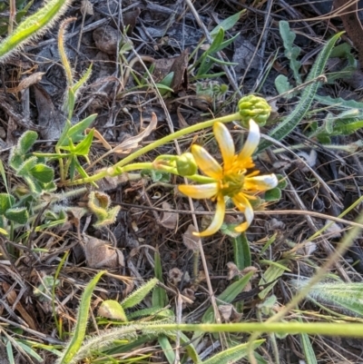 Ranunculus papulentus (Large River Buttercup) at Jacka, ACT - 1 Nov 2023 by rbannister