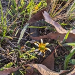 Ranunculus papulentus at Jacka, ACT - 1 Nov 2023