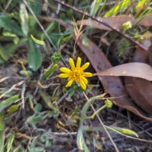 Ranunculus papulentus at Jacka, ACT - 1 Nov 2023