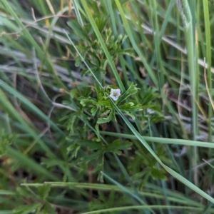 Geranium sp. at Jacka, ACT - 1 Nov 2023 06:56 PM