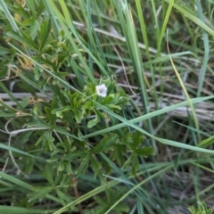 Geranium sp. at Jacka, ACT - 1 Nov 2023